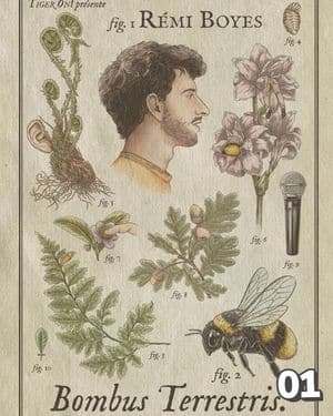 Affiche du spectacle de Rémi Boyes : Bombus Terrestris (classé 1er)